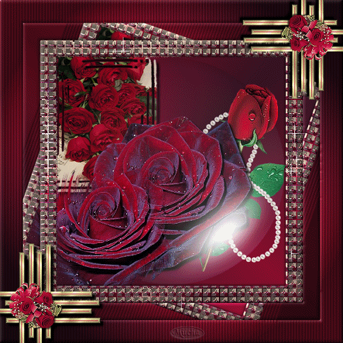 róże - af_095.gif