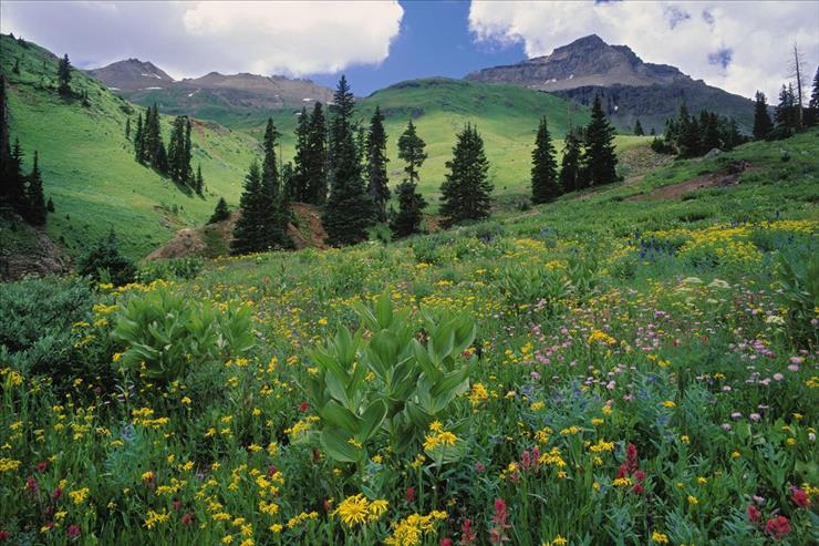 Tapety - Alpine Meadow of Sneezeweed, Asters, Paintbrush, and Hellebore, Sneffels Range, Colorado.jpg