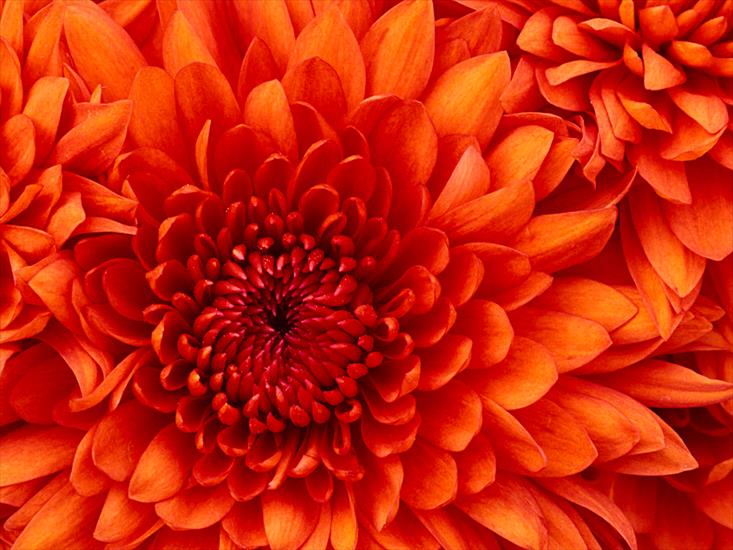 Tapety 3D - Chrysanthemum.jpg