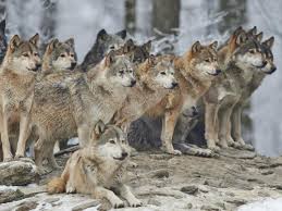 Wataha - WATAHA -   wilków.jpg