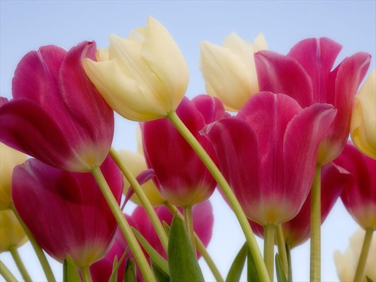 ciaputaz - Tulips and Sky.jpg