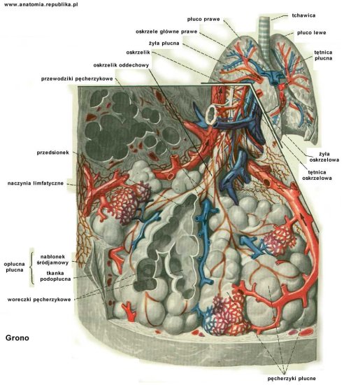 anatomia - 20-2.jpg